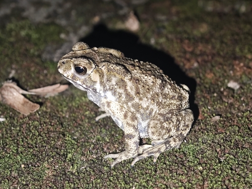 Asian Common Toad