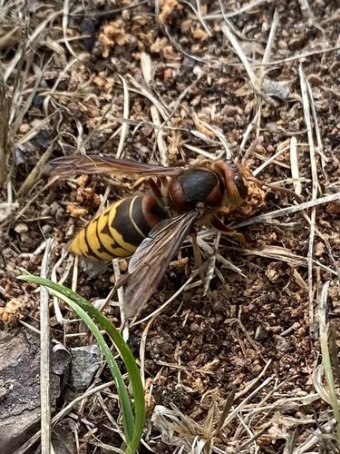 European Hornet