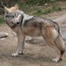 Mexican Wolf - Photo (c) Alfredo Palacios Olagaray, all rights reserved, uploaded by Alfredo Palacios Olagaray