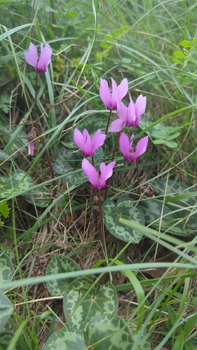 European Cyclamen