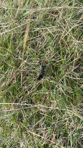 Devil's Coach Horse Beetle