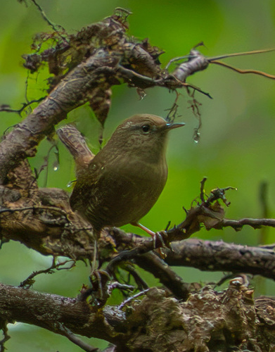 Eurasian Wren