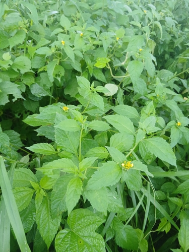 Nodeweed
