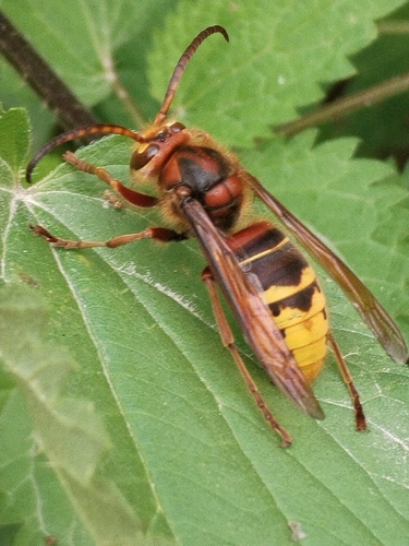 European Hornet