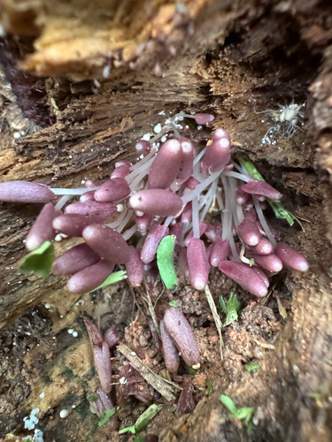 Coprinopsis lilacina