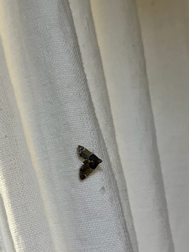 Meal moth