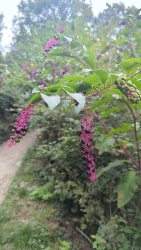 American pokeweed