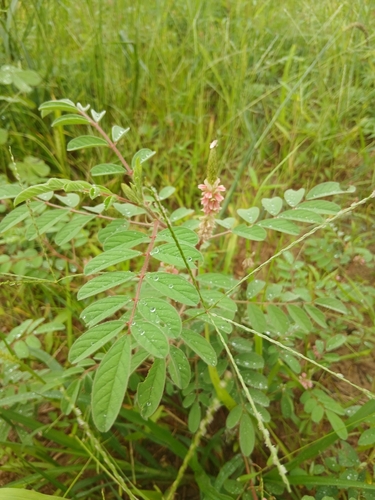 Indigofera astragalina