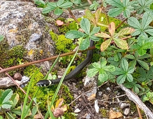 grass snake