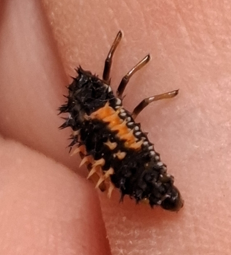 Asian Lady Beetle