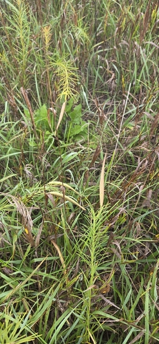 whorled milkweed