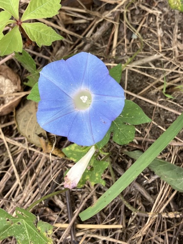 ivy-leaved morning-glory