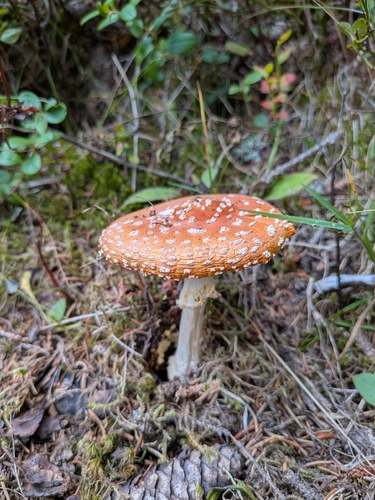 Fly Agaric