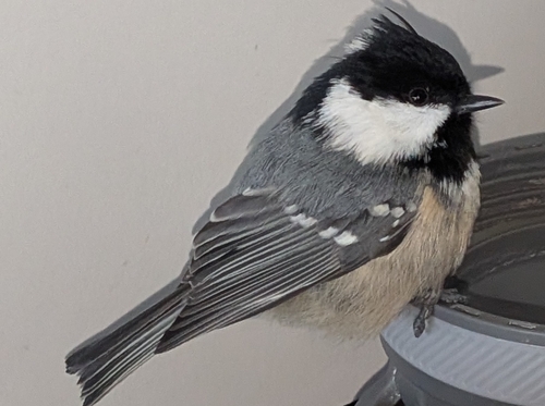 Coal Tit