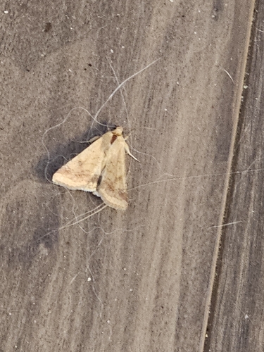 Corn Earworm Moth