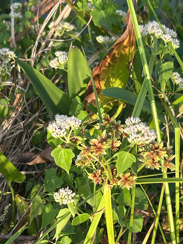 climbing hempvine