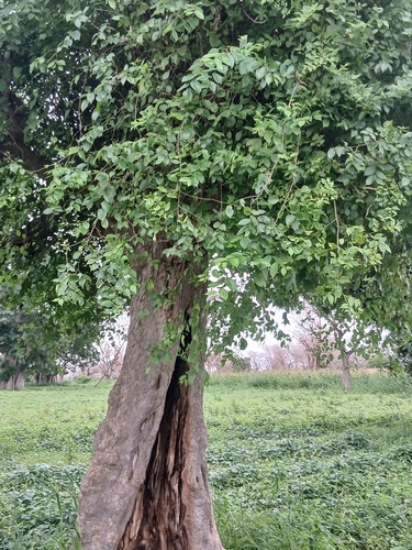 Celtis toka