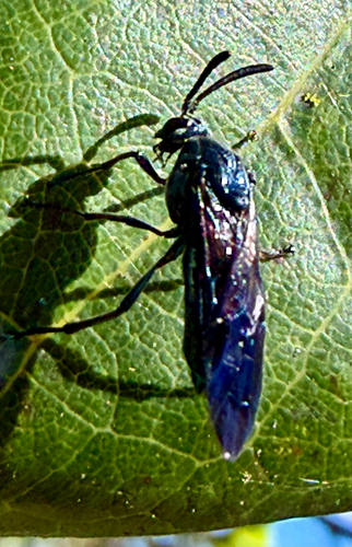 Cibdela janthina