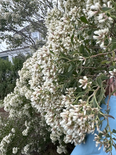 groundsel tree