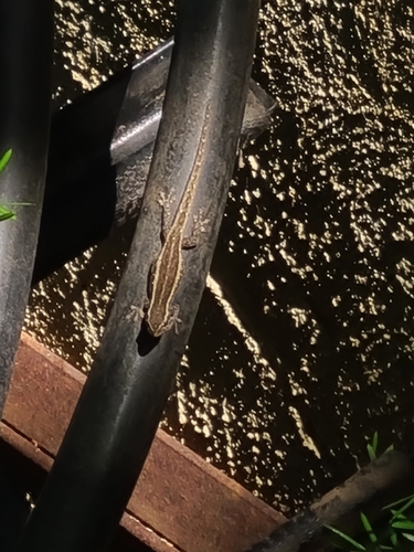 Common Dwarf Gecko