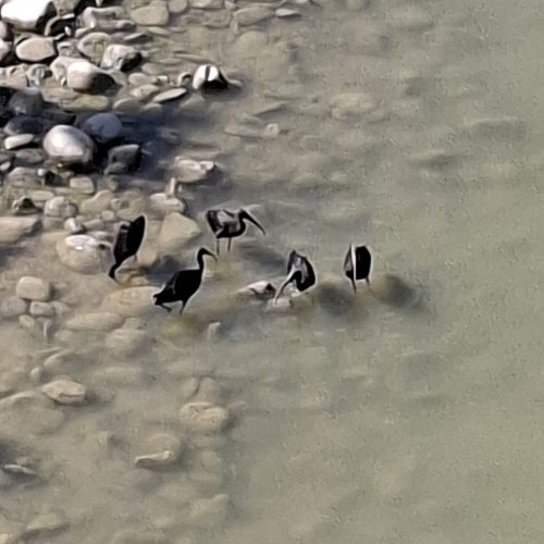 Glossy Ibis