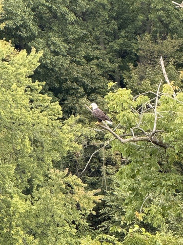 Bald Eagle