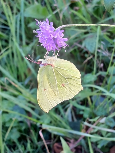 Common Brimstone