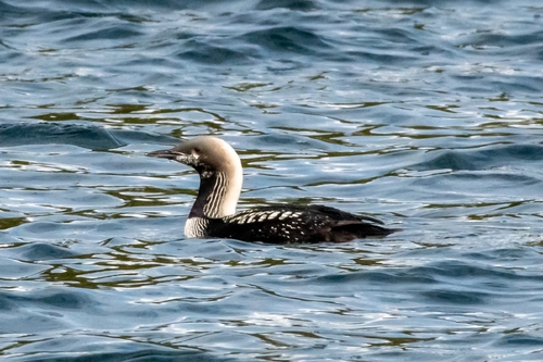 Pacific Loon