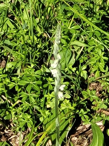 Autumn Ladies' Tresses