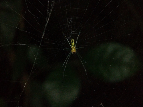 Giant Golden Orbweaver