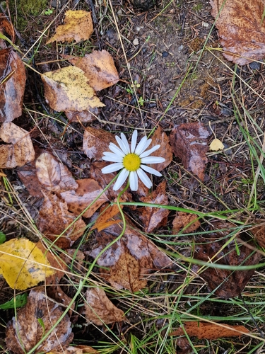 oxeye daisy