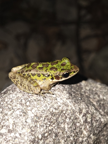 Tianmu Sharp-nosed Frog