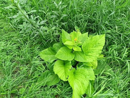Yellow Oxeye
