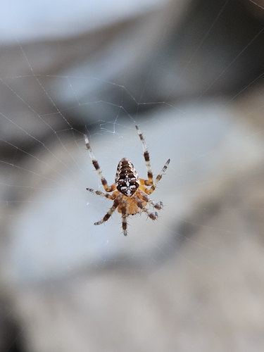Cross Orbweaver