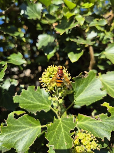 Hornet Mimic Hover Fly