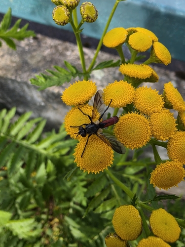 Cylindromyia bicolor