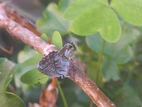 Common Geranium-bronze