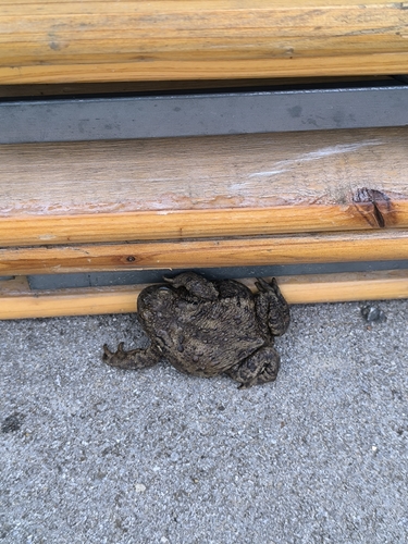 European Toad