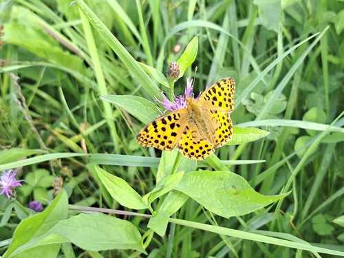 Queen of Spain Fritillary