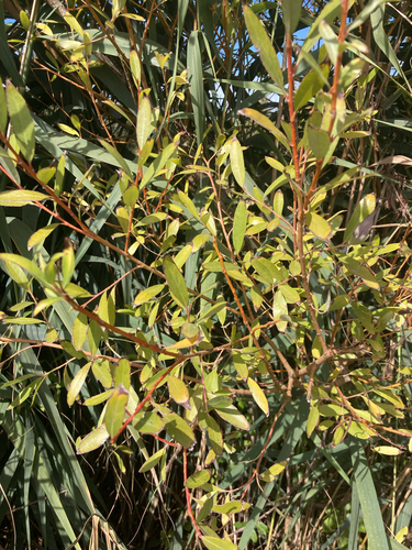 white willow