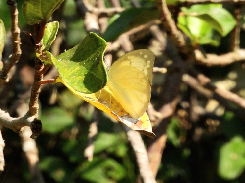 Lemon Migrant