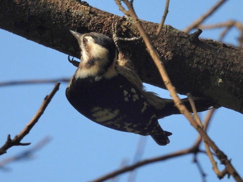 Gray-capped Pygmy Woodpecker