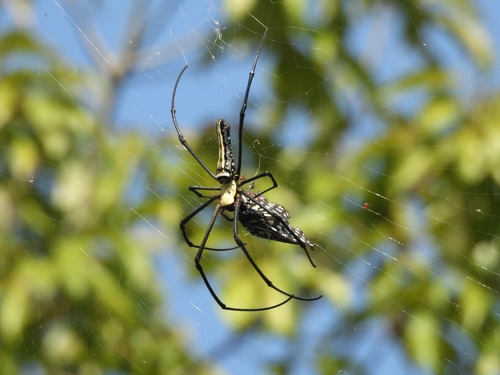 Giant Golden Orbweaver