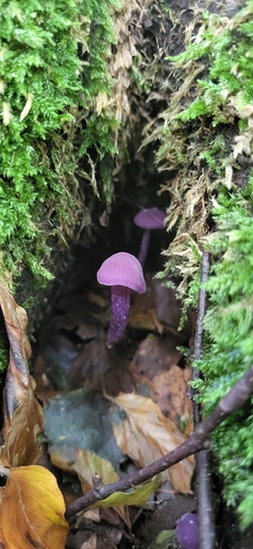 Amethyst Deceiver