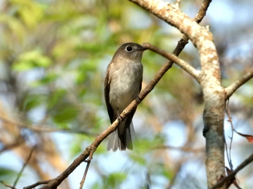 Asian Brown Flycatcher