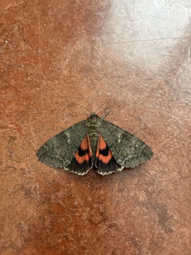 Red Underwing