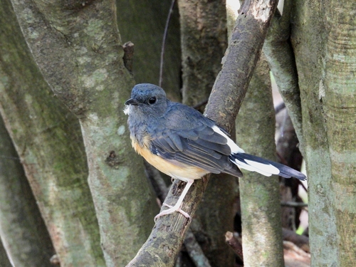 White-rumped Shama