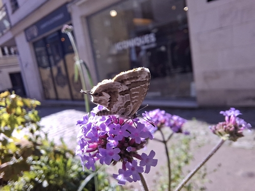 Common Geranium-bronze