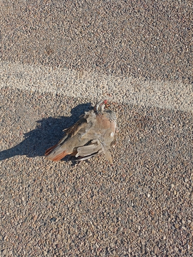 Red-legged Partridge