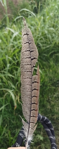 Ring-necked Pheasant